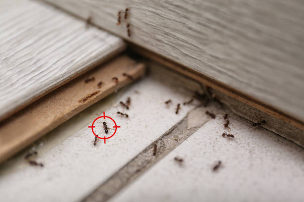 Trusted Andrews, NC Pest Control Experts