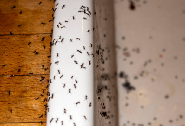 Best Best Pest Control Companies  in Andrews, NC