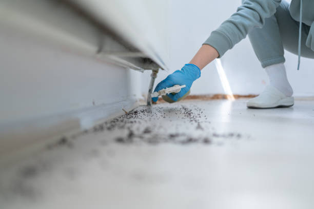 Best Local Pest Control Services  in Andrews, NC